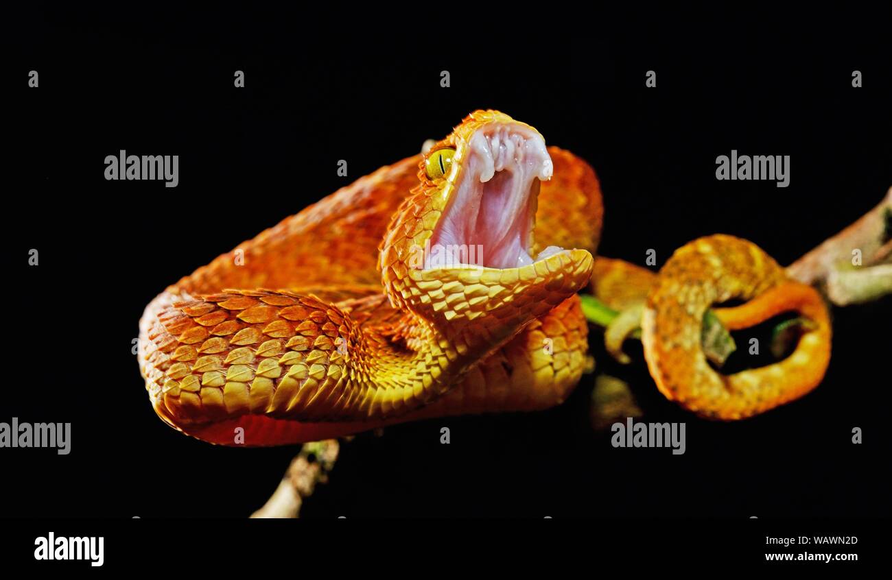 Mayombe Bush-Viper (Atheris squamigera anisolepis), biting, on a branch, captive, Central Africa Stock Photo
