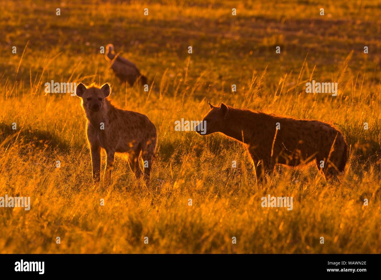 Spotted hyenas (Crocuta crocuta), at sunrise, silhouette, Masai Mara