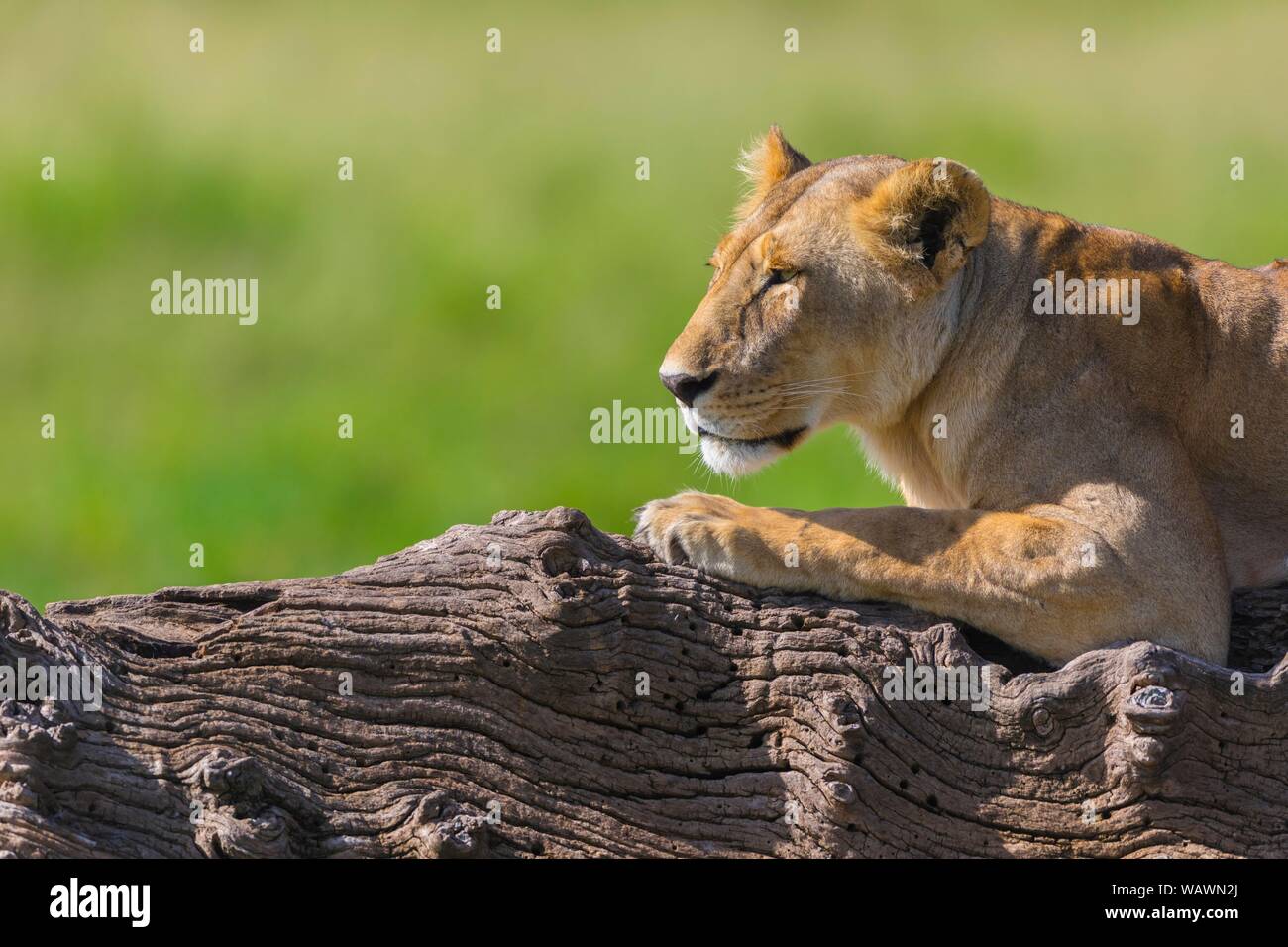 Lioness (Panthera leo) lying on dead tree, Masai Mara National Reserve ...
