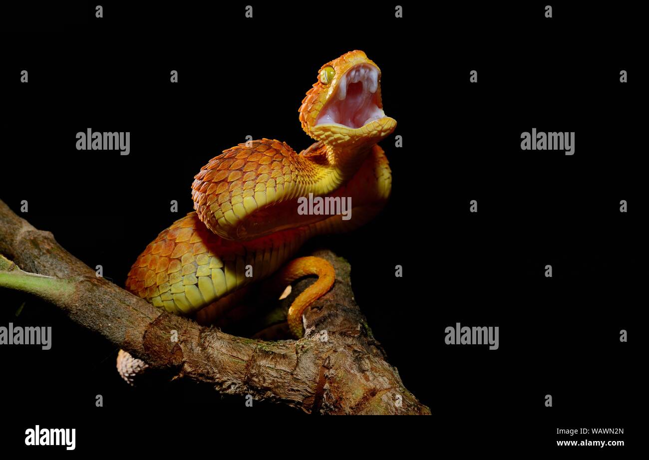 Mayombe Bush-Viper (Atheris squamigera anisolepis), biting, on a branch, captive, Central Africa Stock Photo