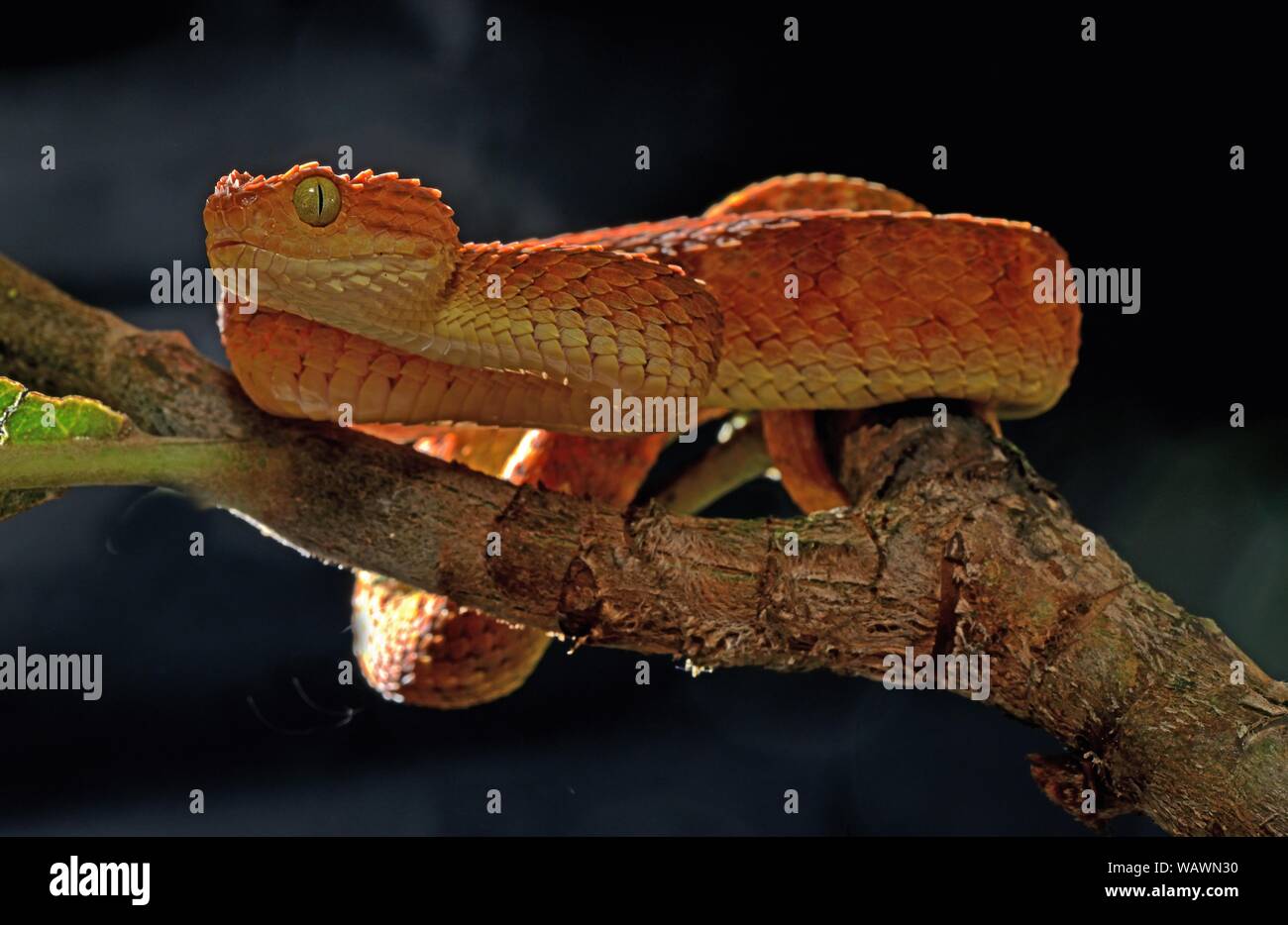 Mayombe Bush-Viper (Atheris squamigera anisolepis), on a branch, captive, Central Africa Stock Photo