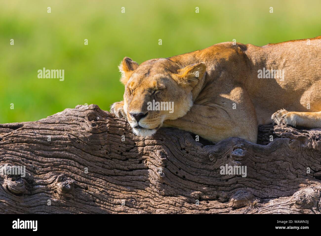 Lioness (Panthera leo), resting on dead tree, Masai Mara National ...