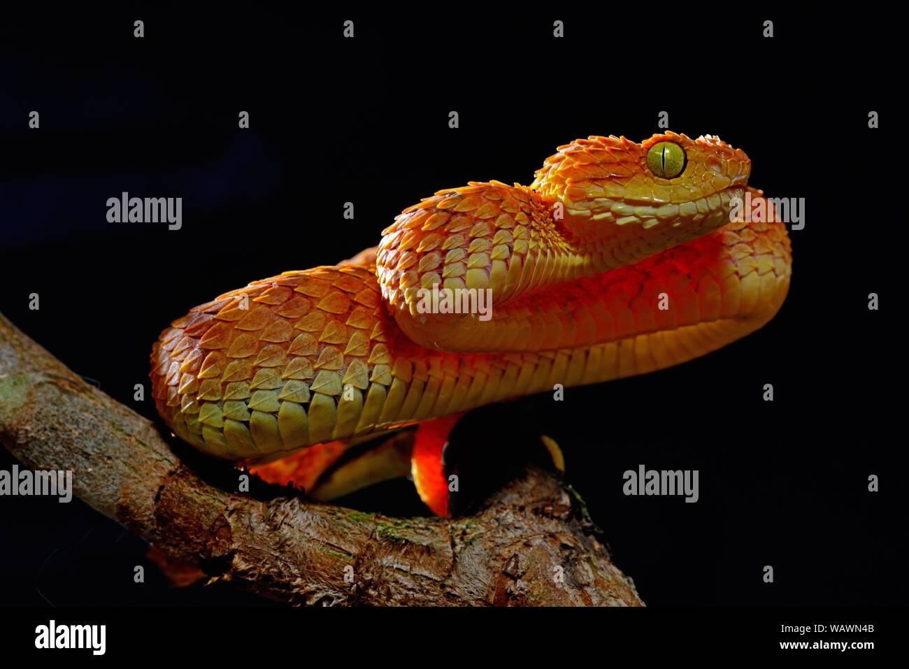 West African tree viper (Atheris chlorechis) on branch Togo. Controlled  conditions Stock Photo - Alamy