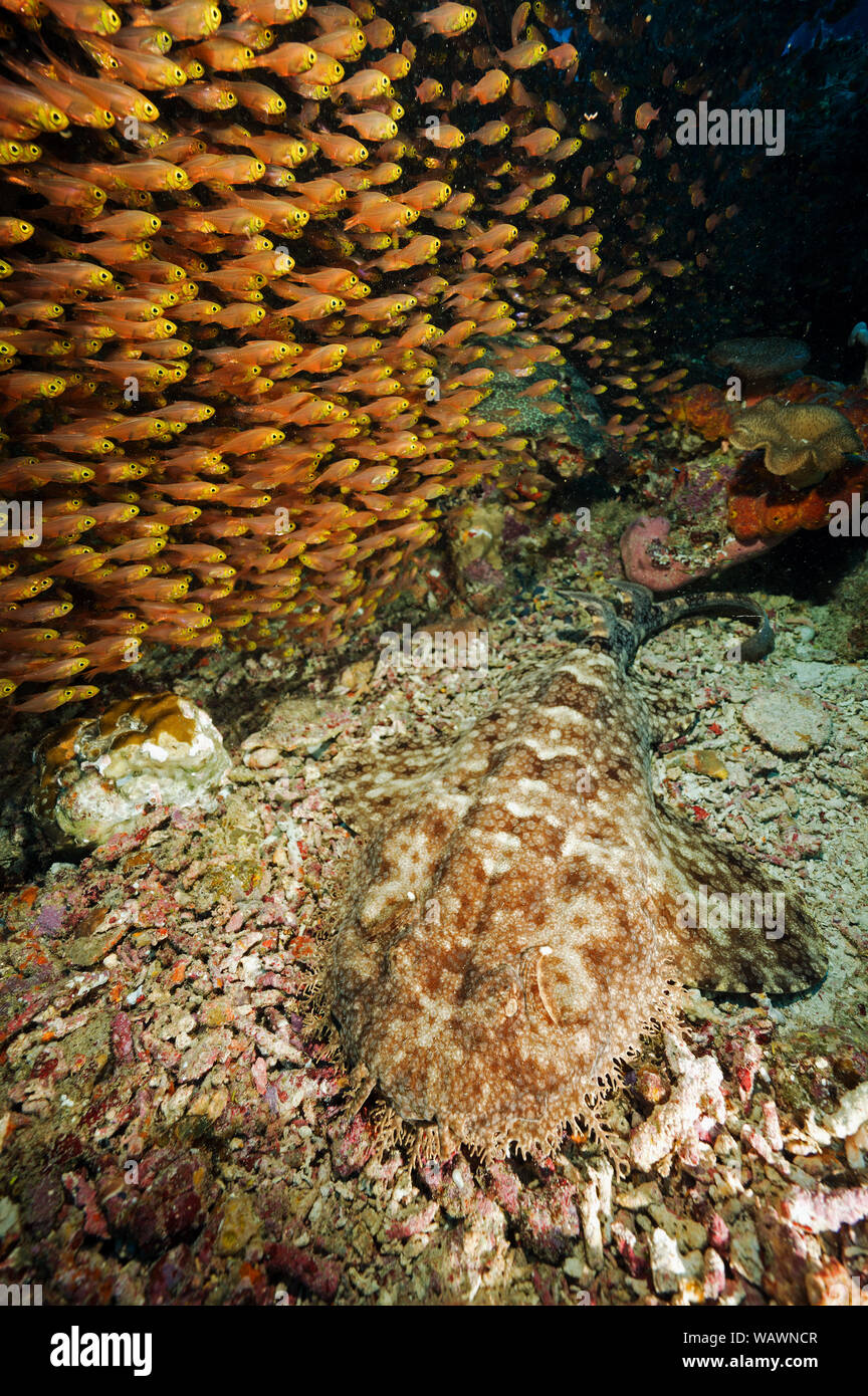 Tasselled wobbegong shark, Eucrossorhinus dasypogon, camouflaging next to golden sweepers, Parapriacanthus ransonneti, Raja Ampat Indonesia. Stock Photo