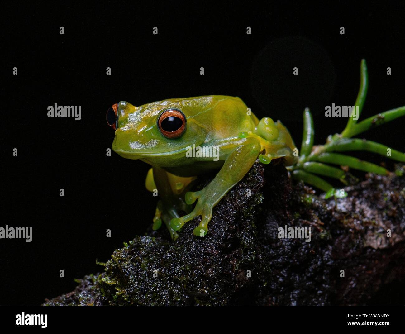 Tree Climbing Frog (Boophis septentrionalis), Montagne d'Ambre National