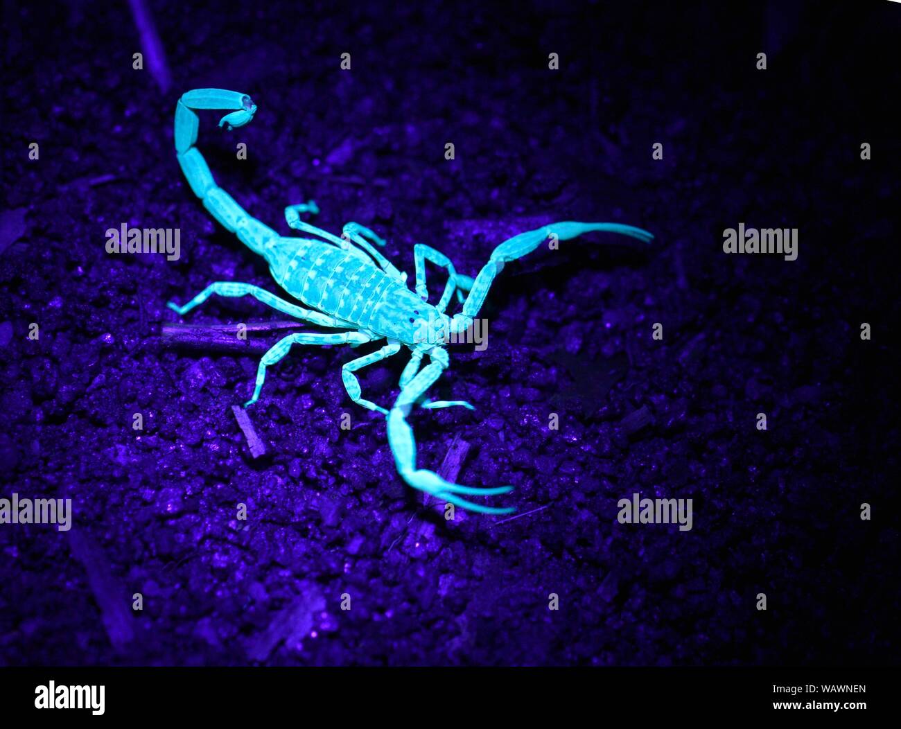 Scorpion (Scorpiones) in UV light, unknown species, Masoala National Park, Northeast Madagascar, Madagascar Stock Photo