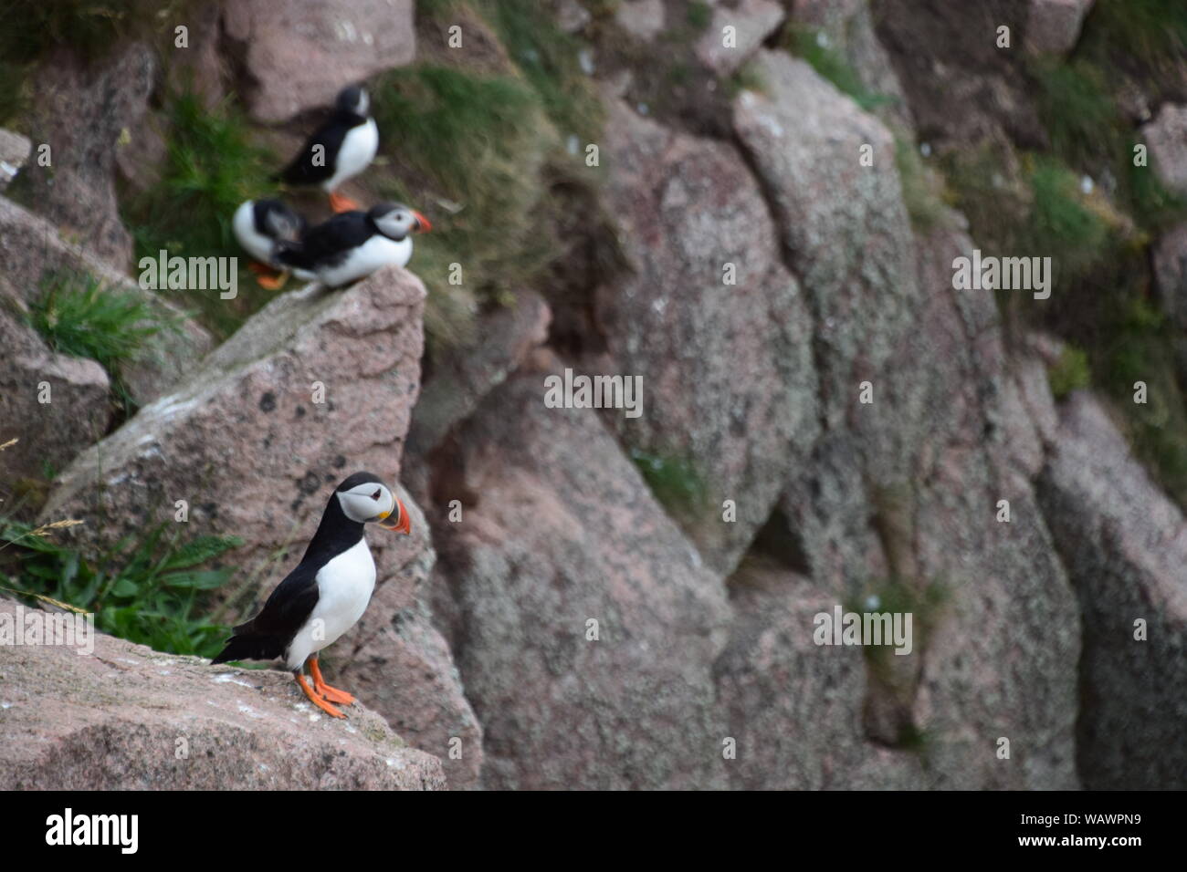 Puffins on cliff edge at Bullers of Buchan, near Cruden Bay, Aberdeenshire Stock Photo