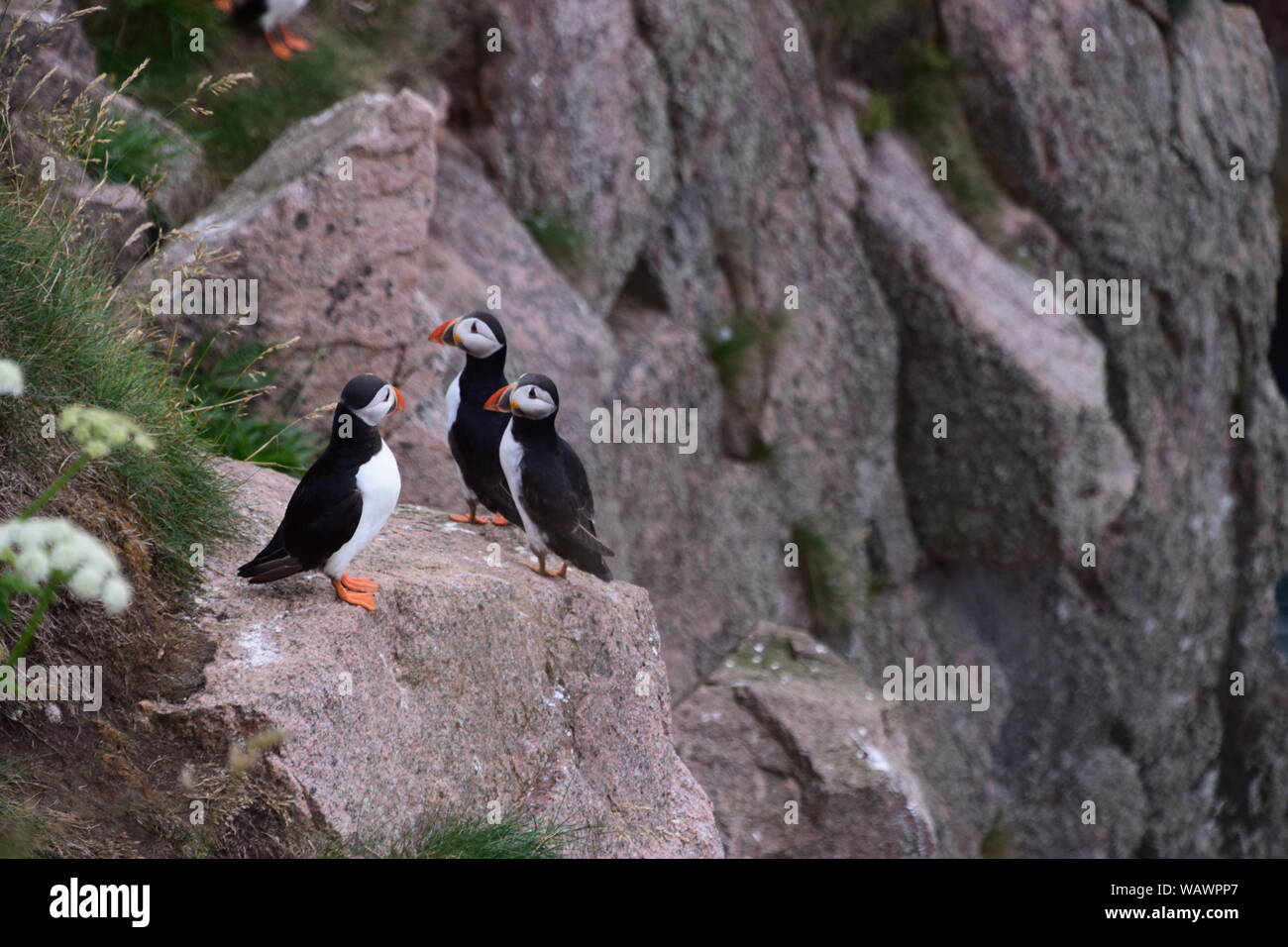 Puffins on cliff edge at Bullers of Buchan, near Cruden Bay, Aberdeenshire Stock Photo