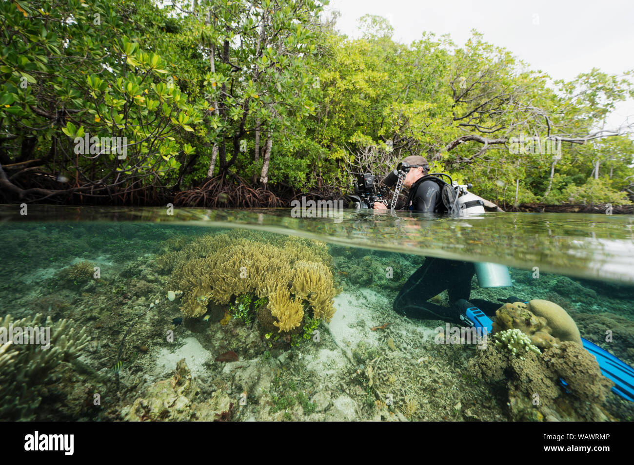 Wildlife photographer Tim Laman filming over-under mangroves and coral reef in Raja Ampat Indonesia. Stock Photo