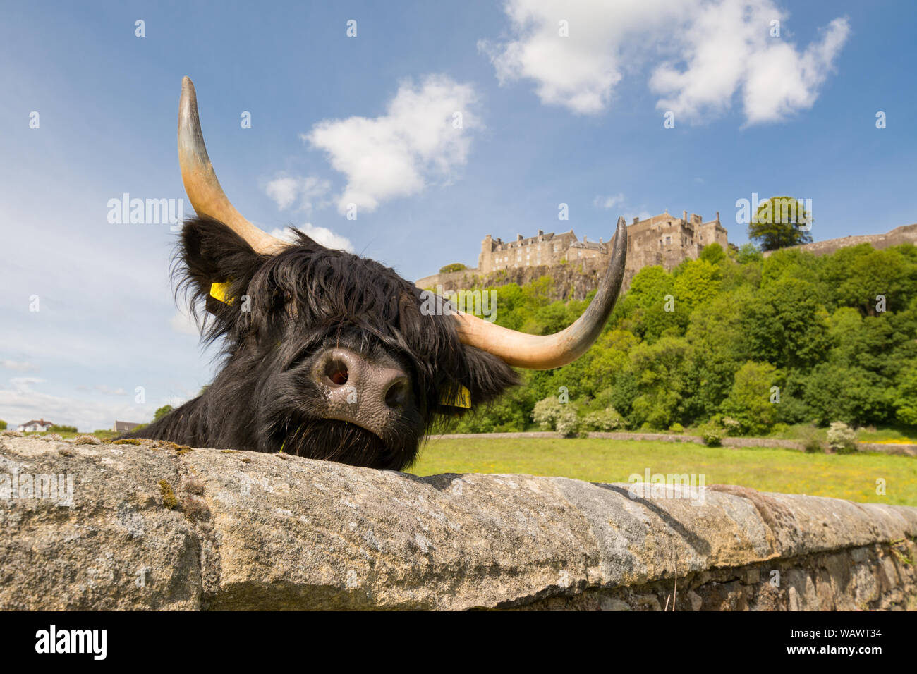 Black highland cow hi-res stock photography and images - Alamy