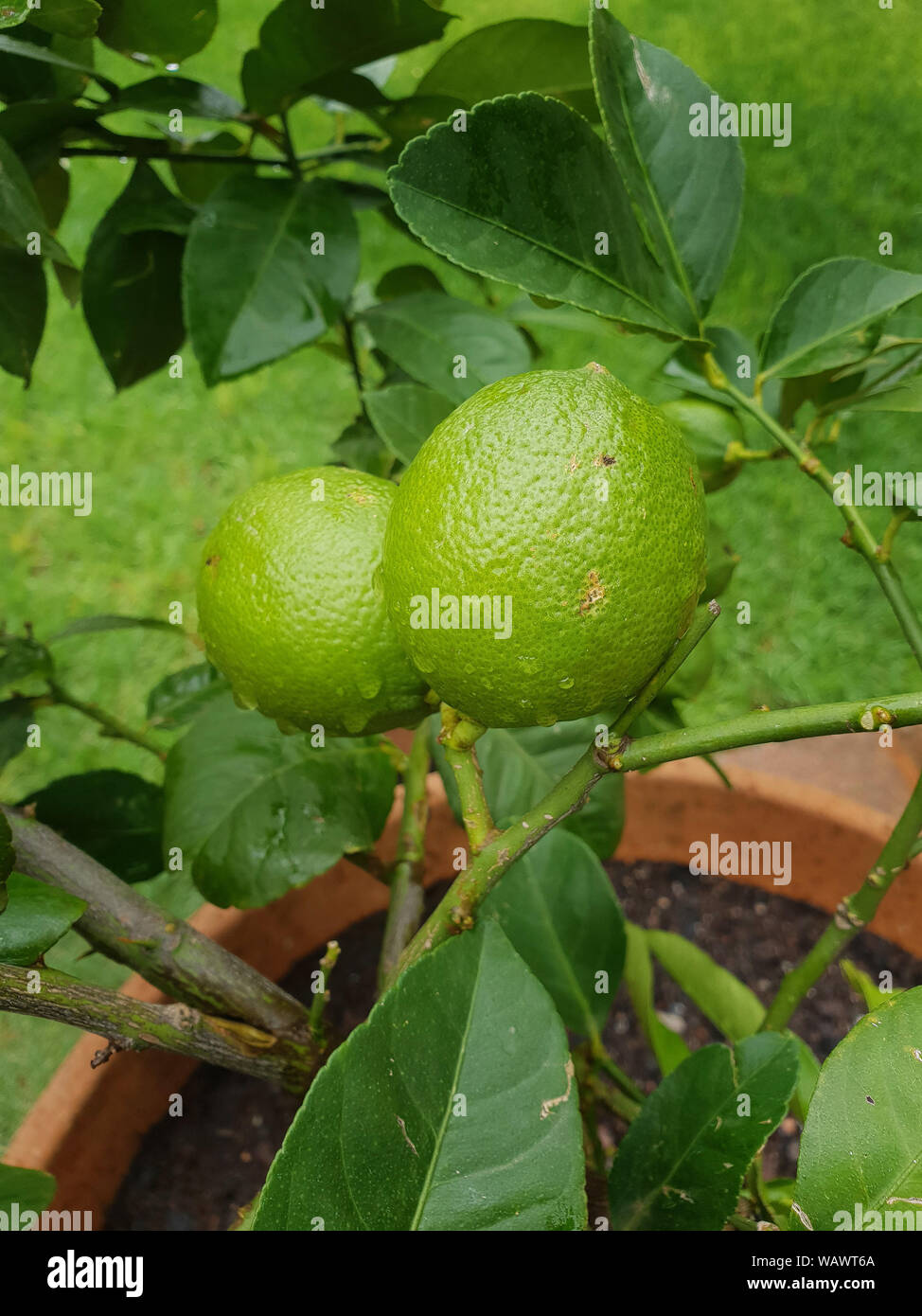 South african tree fruits hires stock photography and images Alamy