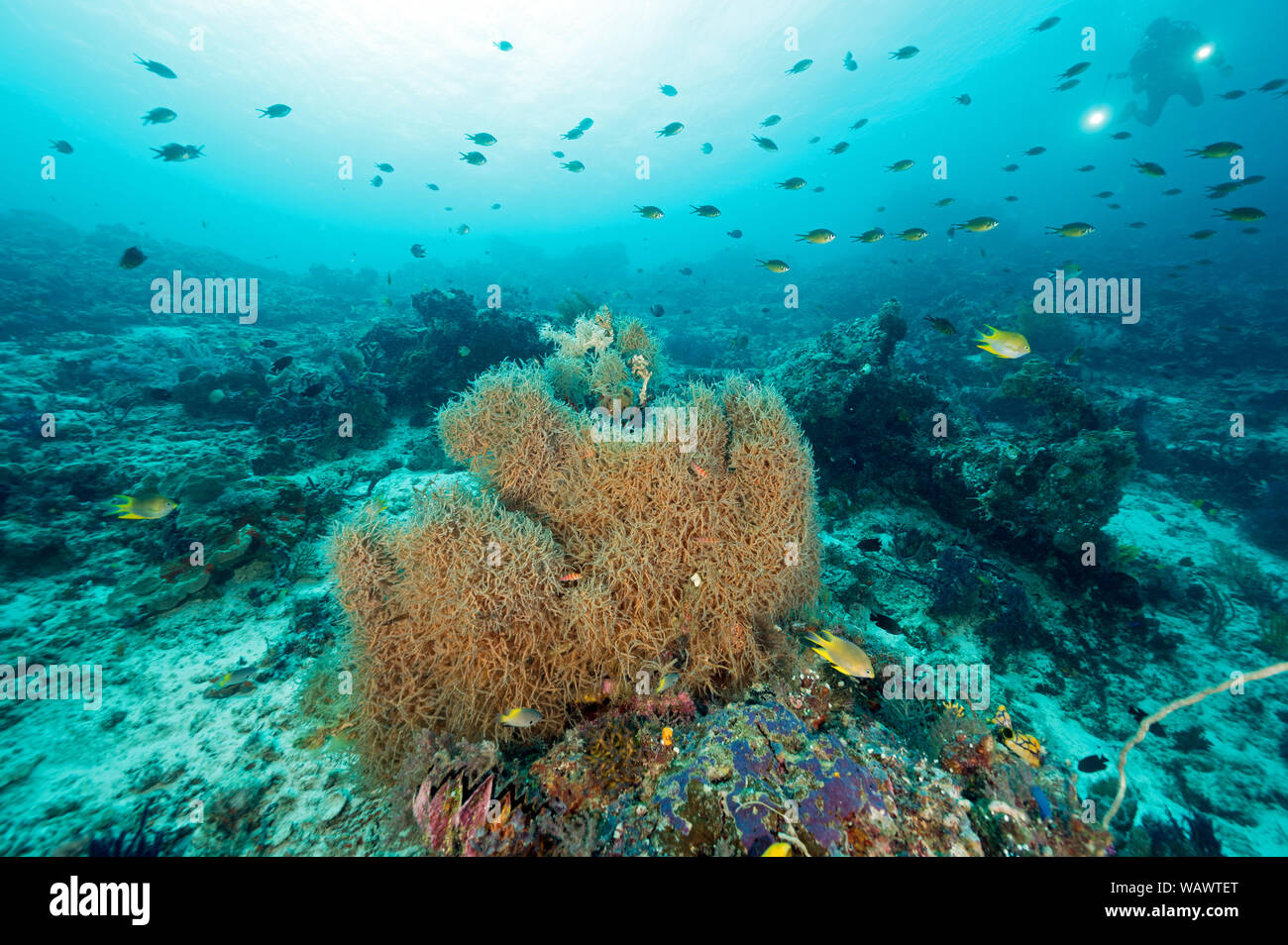 Reef scenic with underscribed black coral species Raja Ampat Indonesia