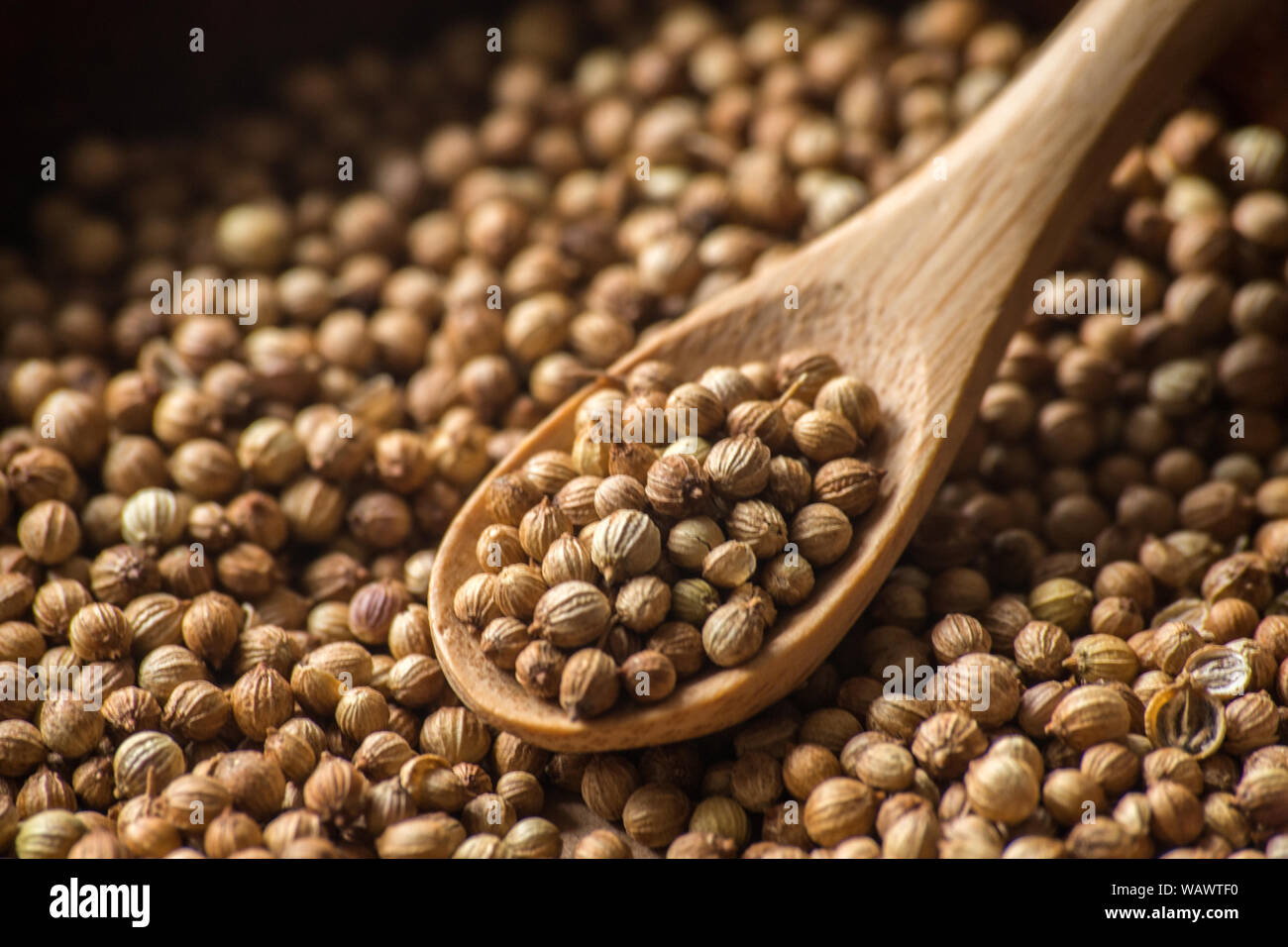 cilantro coriander seeds spice Stock Photo Alamy