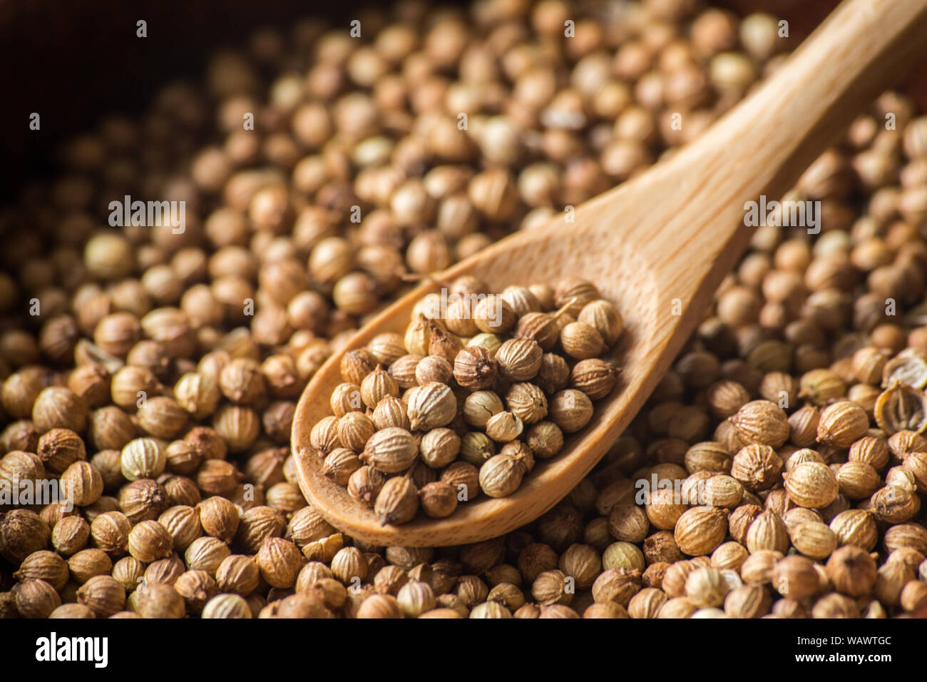 cilantro coriander seeds spice Stock Photo Alamy