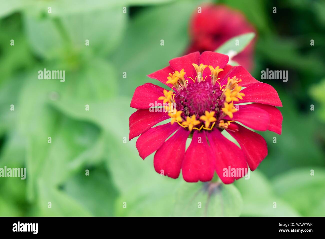 Red flower blossoming  reveals yellow pollen with  natural green leaves in the background,Zinnia , Zinnia violacea Cav Stock Photo