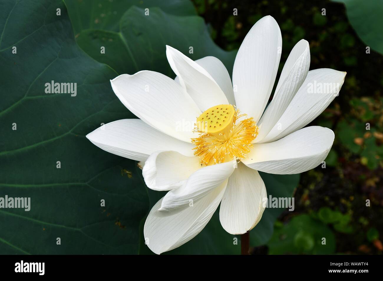 The big white lotus is blossoming revealing yellow pollen with natural dark green background, Thailand Stock Photo
