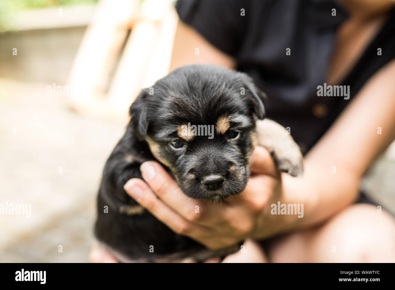 Город белгород взять собаку в добрые руки желательно крупную. Щенки свежие объявления. Взять щенка крупной. Дворняжка щенок красивый. Дворняжка маленькая серая в частном доме.