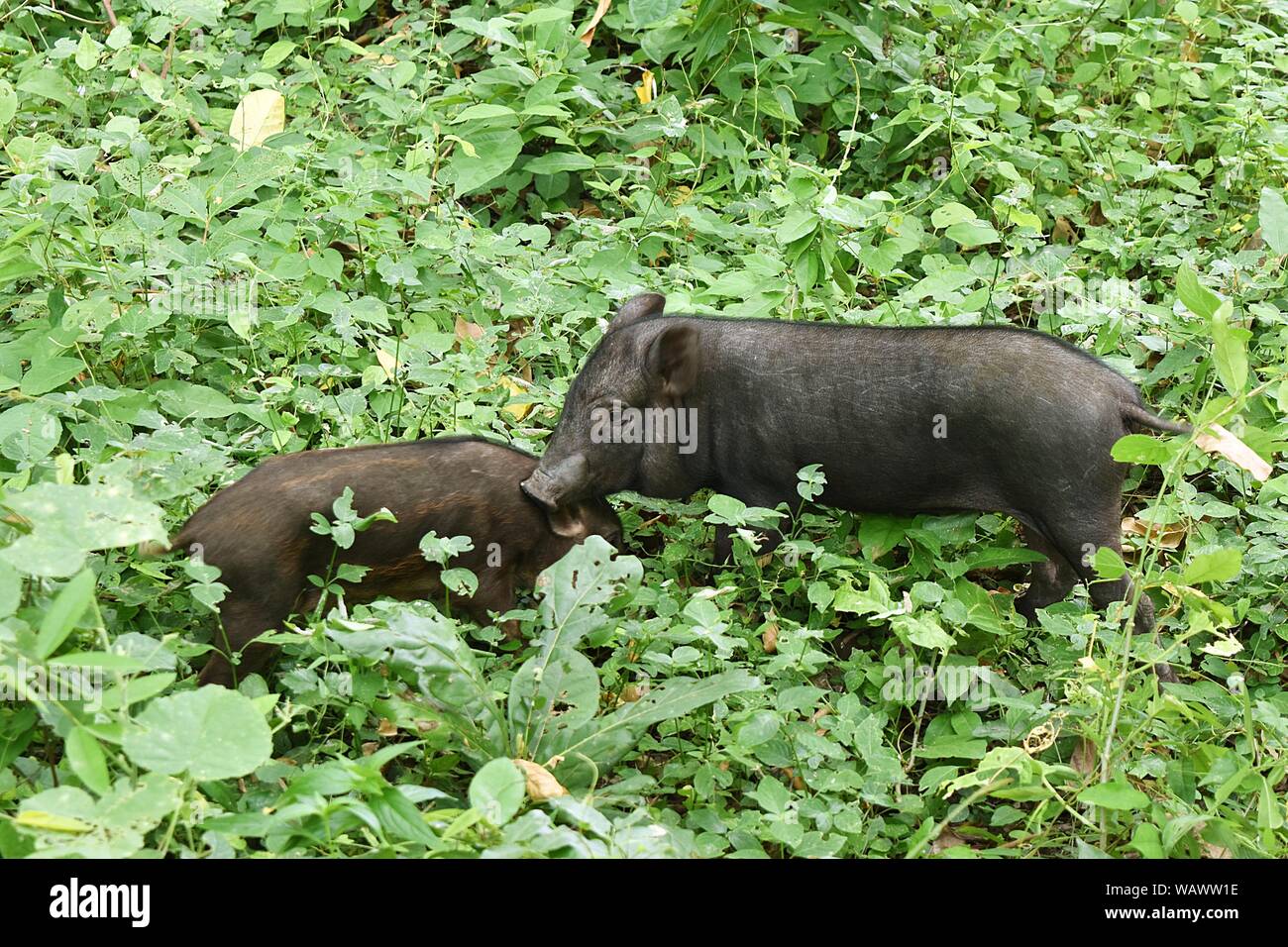 Two boars walking in the forest,Black baby pig, Thai wild boar in the natural area among the cicada's croaking, Wildlife in Thailand Stock Photo