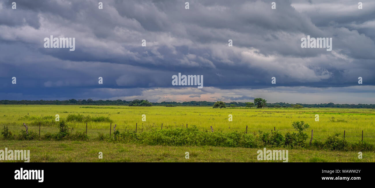 Pasture of a cattle breeding farm in South America. Stock Photo