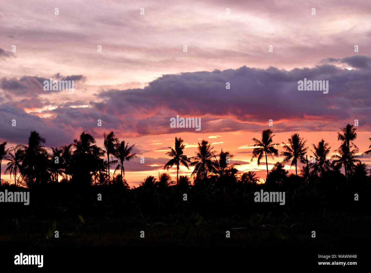 Silhouette of coconut trees with beautiful sky before sunset, Photos back - light at the horizon began to turn orange with purple and pink cloud Stock Photo