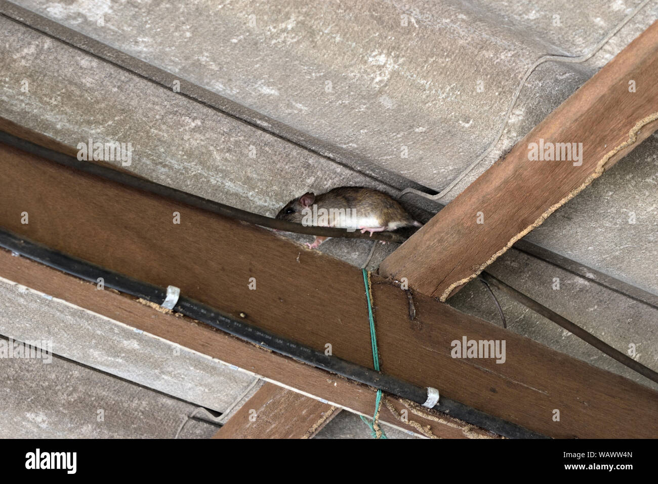 The rat walk in the space between the wooden beam and the roof tiles, Hiding of mice , Rodent damage and disasters when it chew electrical wire Stock Photo