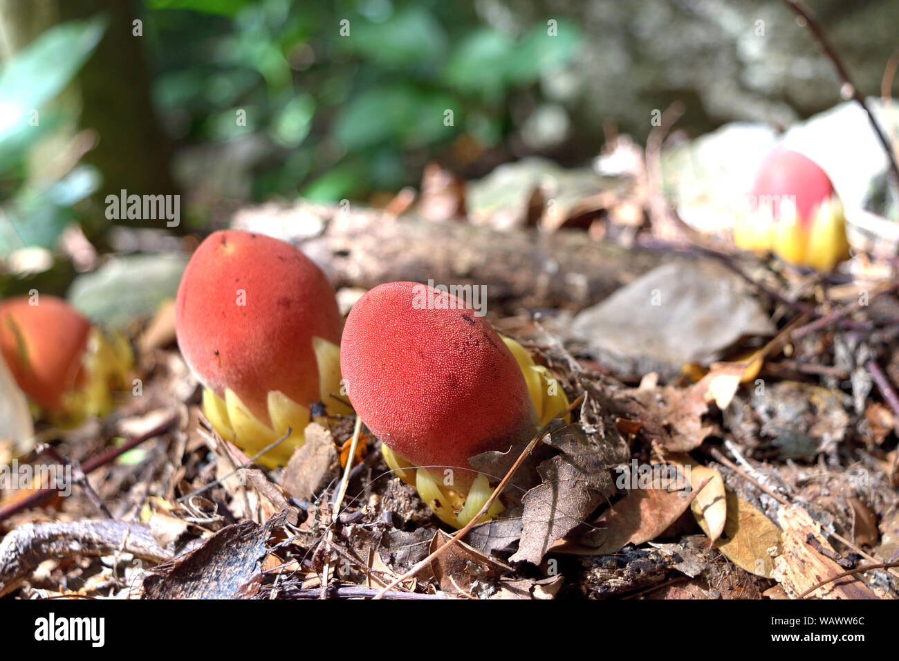 Strange spherical plant resembling a red egg on dirt land full of dry leaf, Sapling of Balanophora fungosa or Nutmeg tree in forest Stock Photo