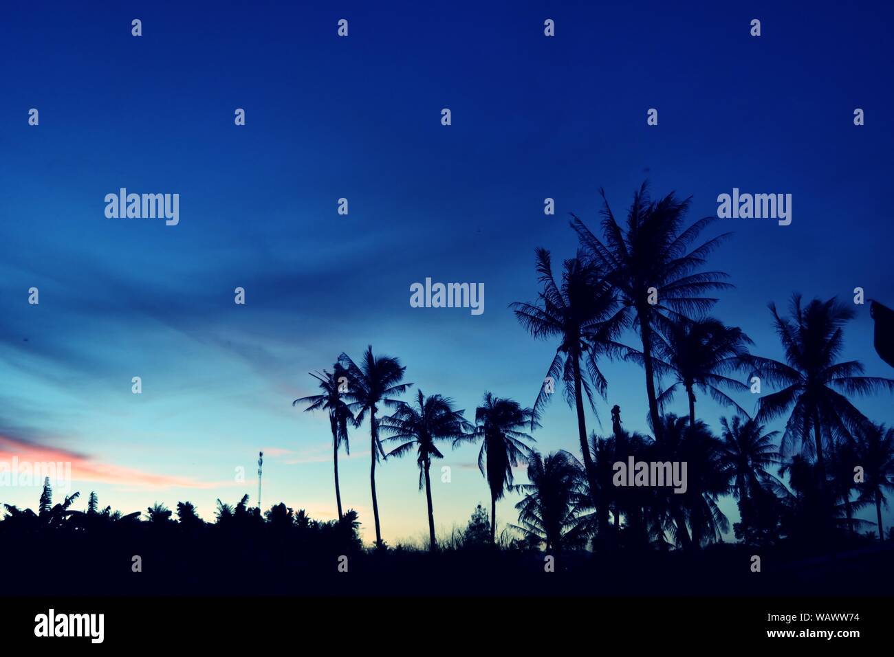 Silhouette of coconut trees with beautiful blue sky at sunset, Photos back - light at the horizon began to turn orange with purple and pink cloud Stock Photo