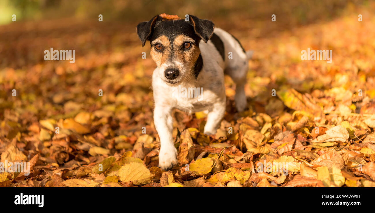 Golden Jack Stock Photos Golden Jack Stock Images Alamy