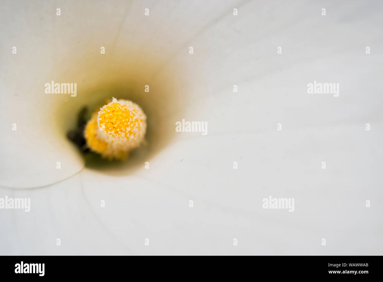 soft focus of yellow pistil and white flower on the spadix. Zantedeschia, Aroideae, Araceae, Angiosperms Stock Photo