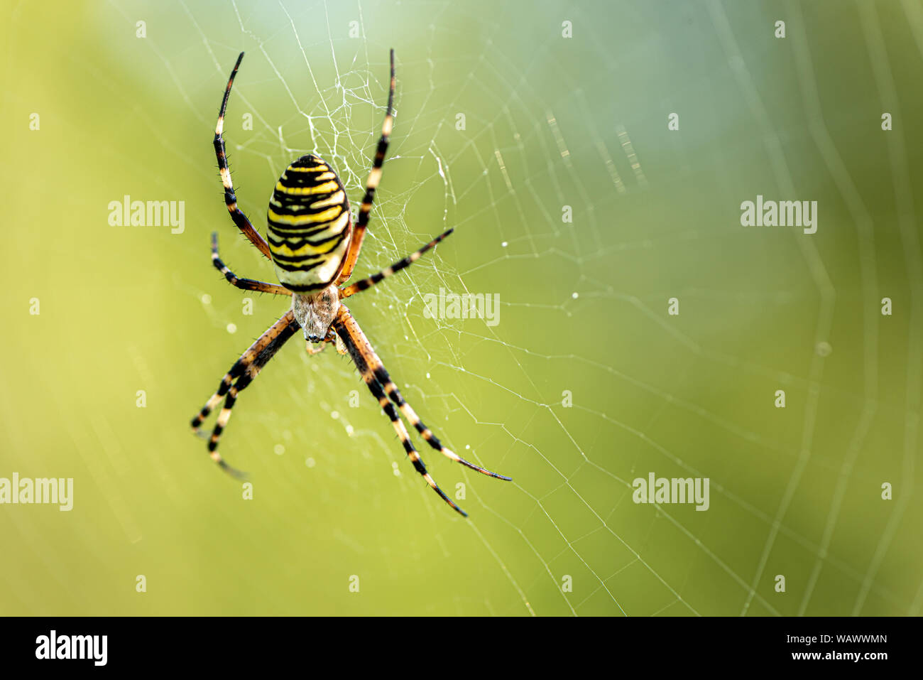 Yellow striped spider outside in nature in her spider web. Argiope bruennichi also called zebra, tiger, silk ribbon, wasp spider in front of blurred b Stock Photo
