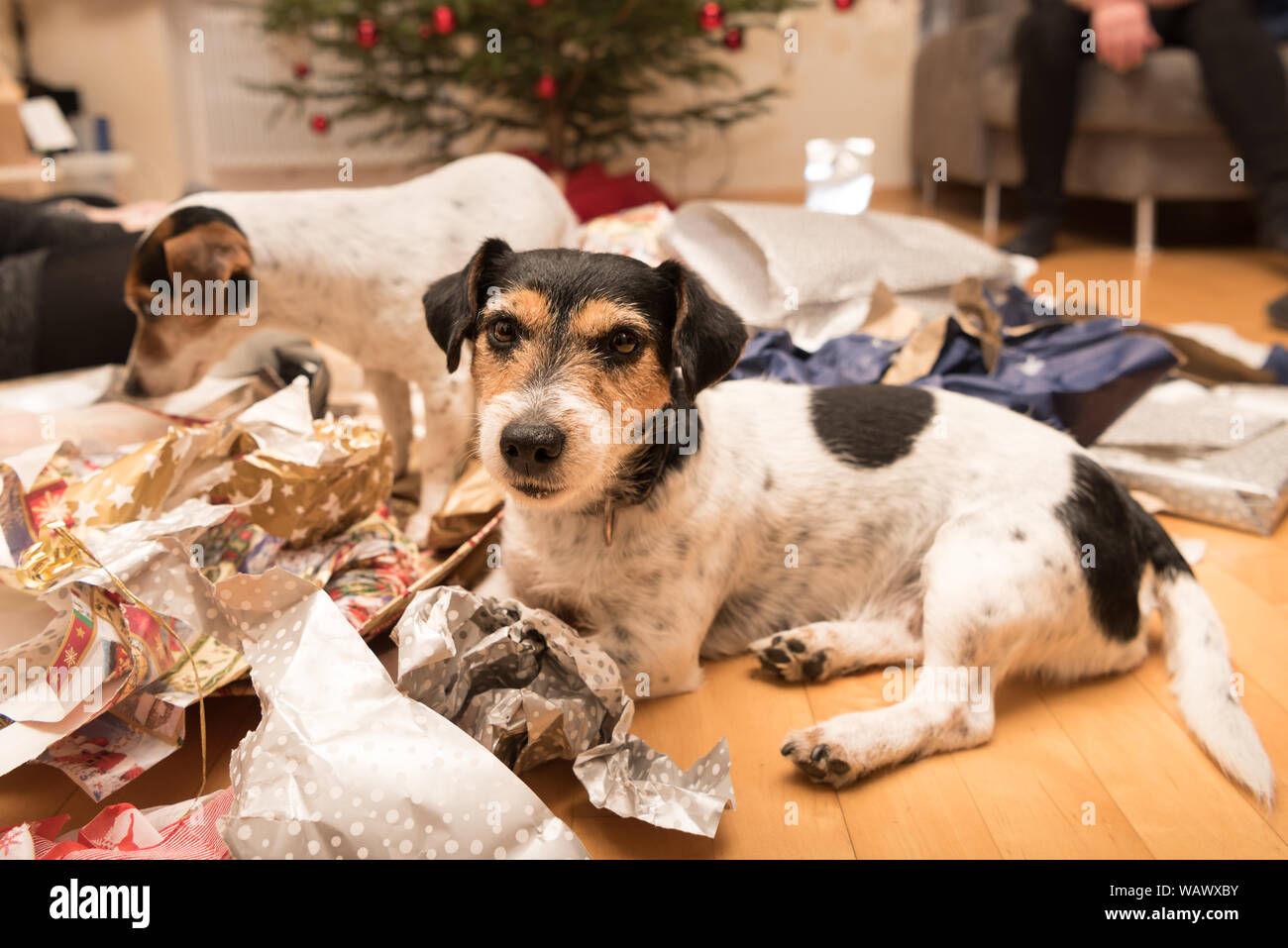 Two Christmas Jack Russell Terrier dogs after unpacking the gifts and presents. Stock Photo