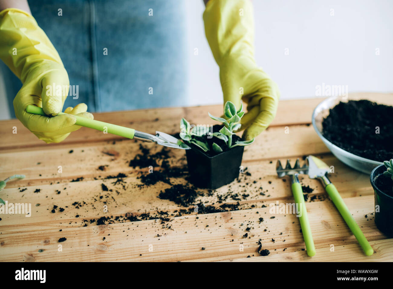 Planting Decorative Plants At Home Hands Of A Young Woman