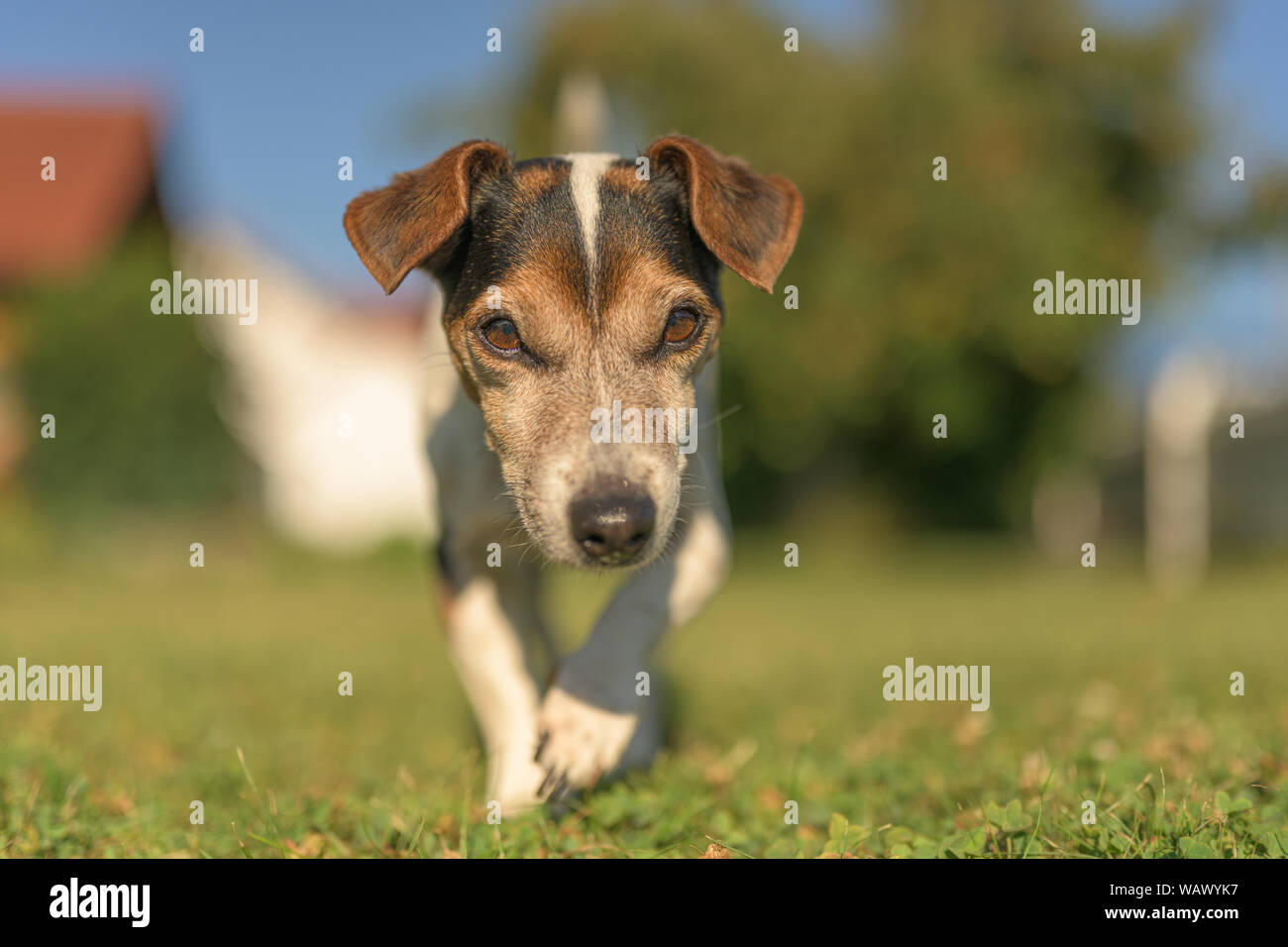 how many dog years is 13 years