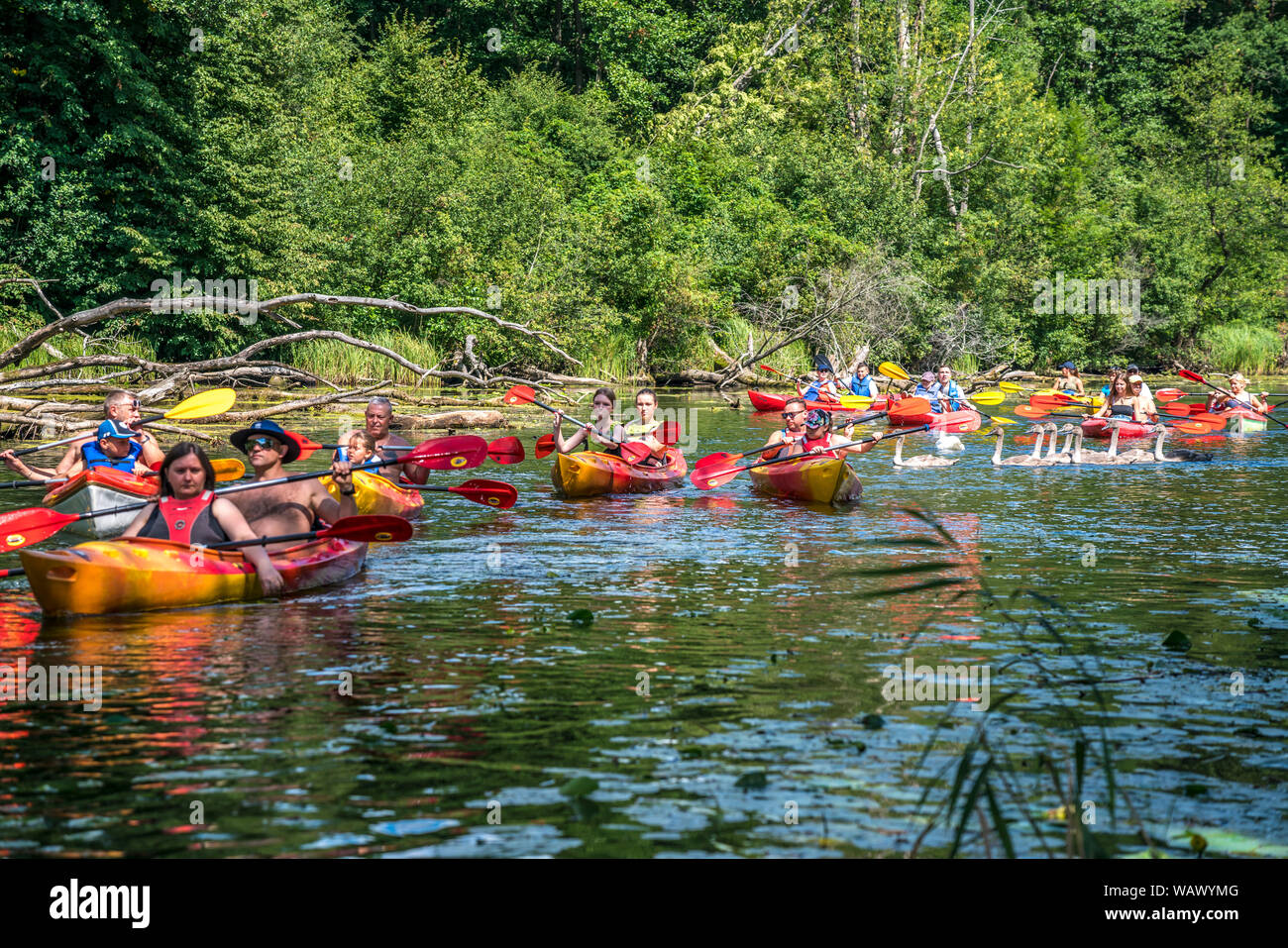 Kayaks und Schwäne auf dem Fluss Krutynia oder Kruttinna, UNESCO Biosphärenreservat Masurische Seen bei Krutyn, Ermland-Masuren, Polen, Europa | Kayak Stock Photo