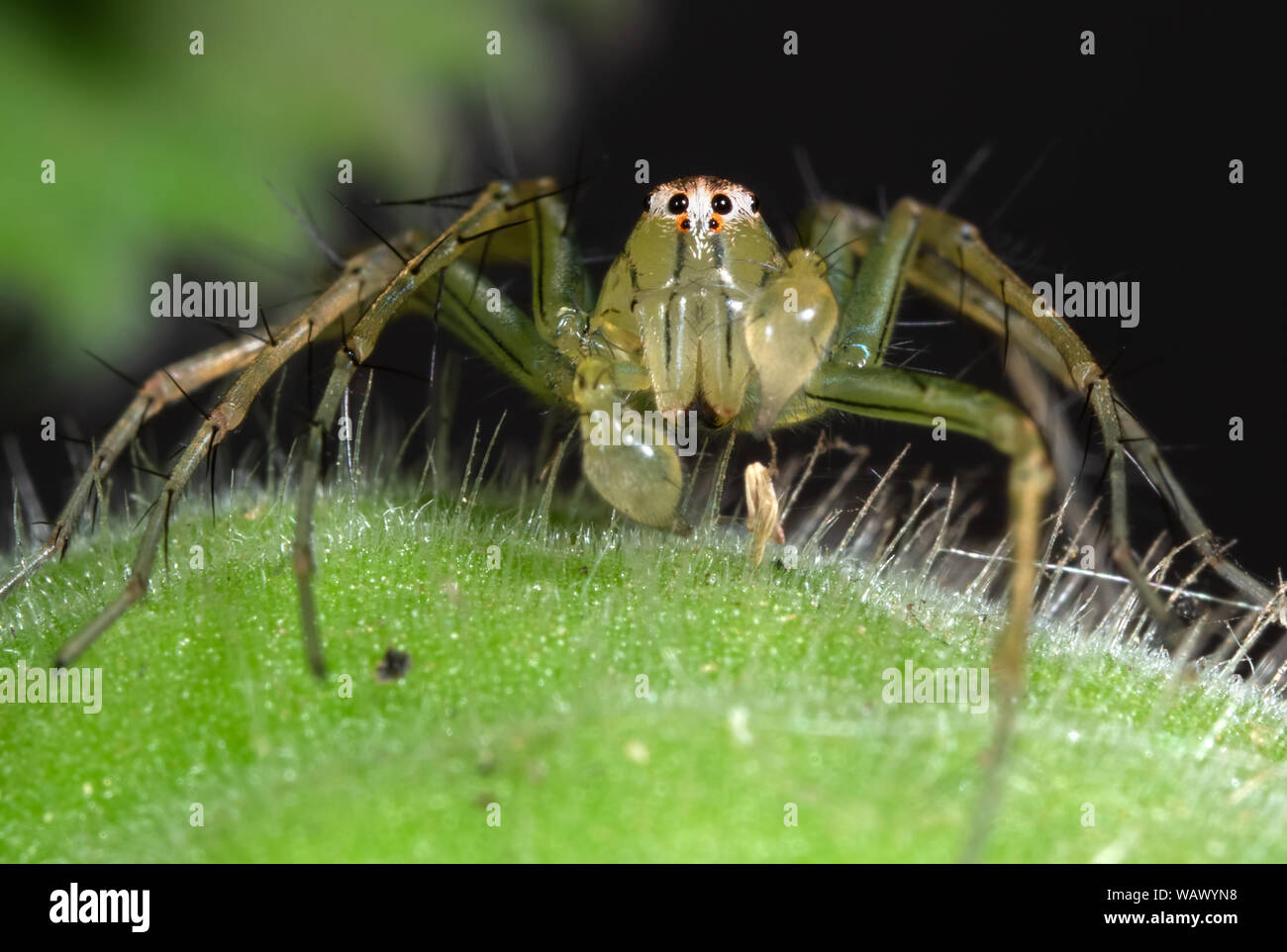 Macro Photography of Green Jumping Spider on Green Leaf Stock Photo - Alamy
