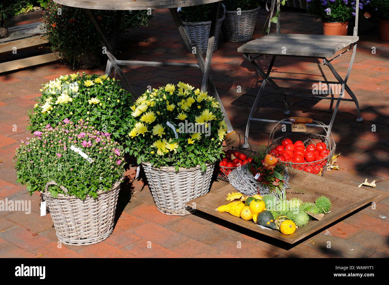 Flower shop offers an assortment of autumn plants. Stock Photo