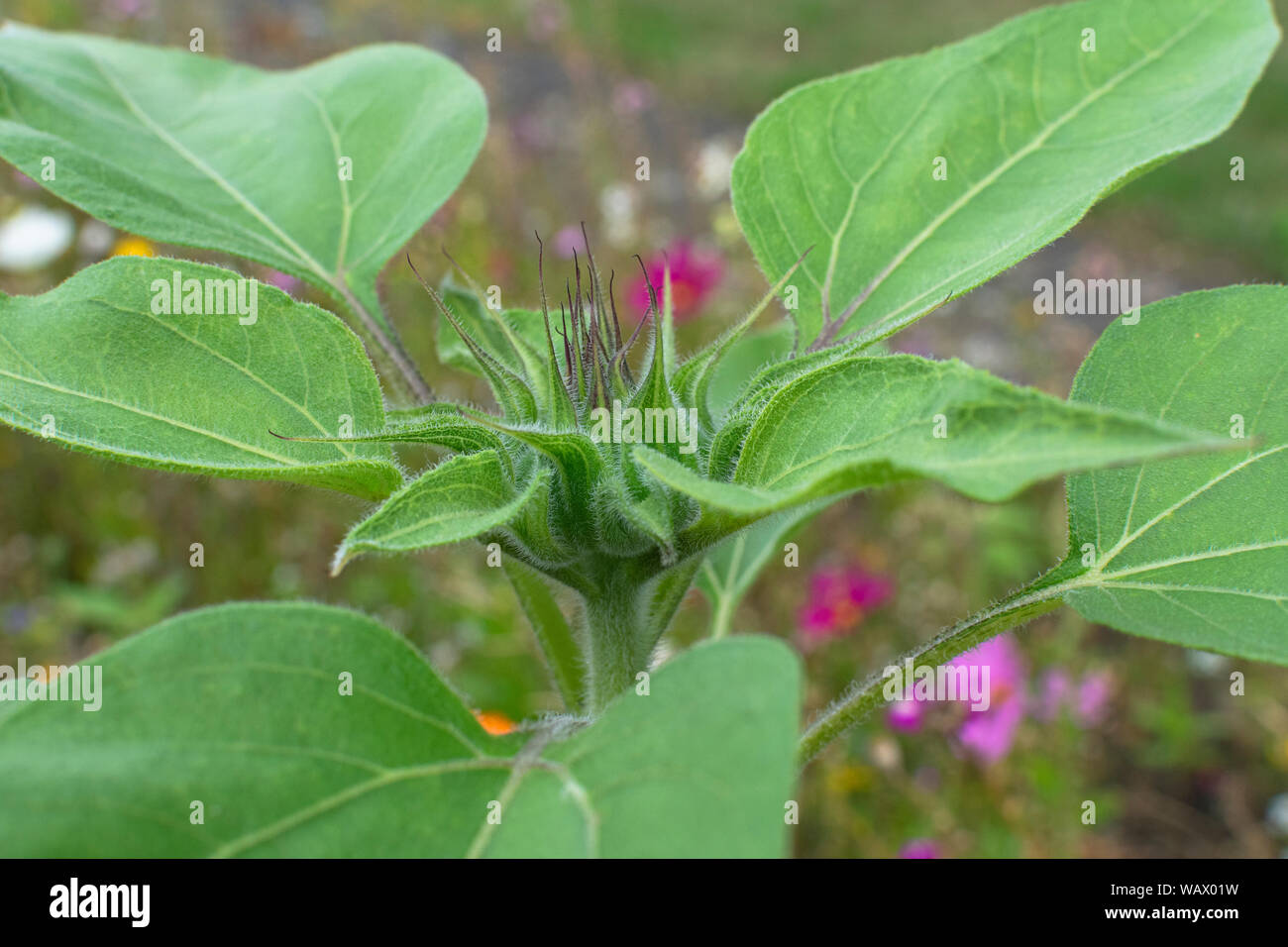 A close up of a sunflower bud. Very detailed Stock Photo