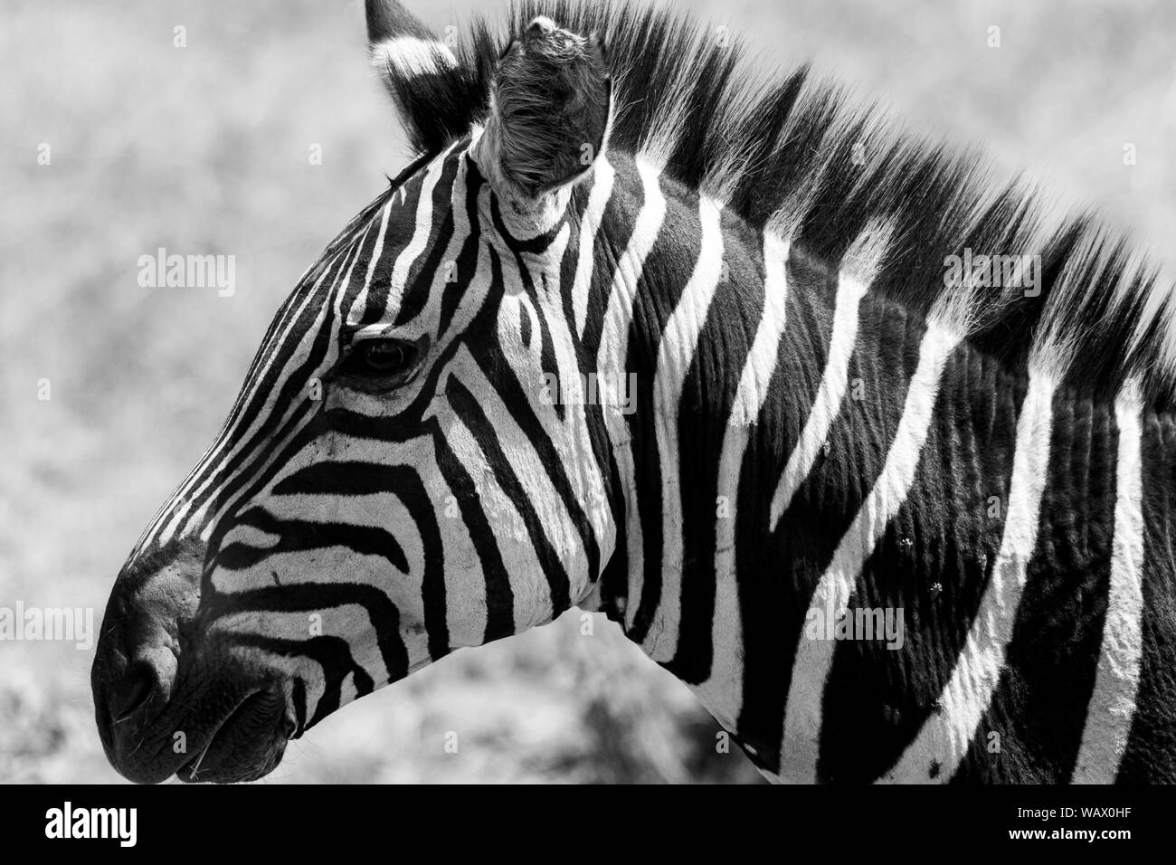 Akagera National Park in Eastern Rwanda on the boarder with Tanzania from Safari - Black and white Zebra portrait (Equus quagga) Stock Photo