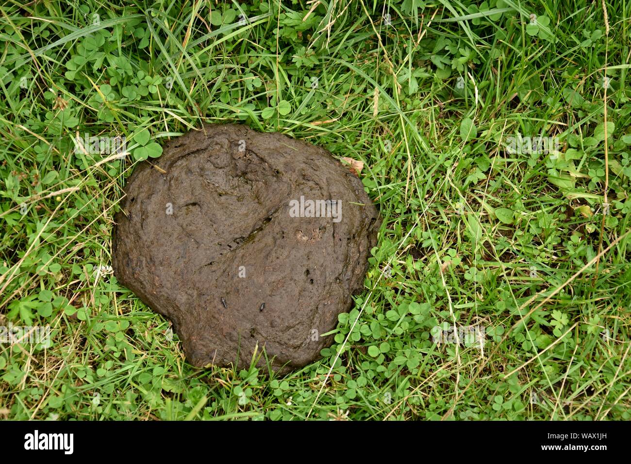 Cow excrement on the green grass in the forest. Stock Photo