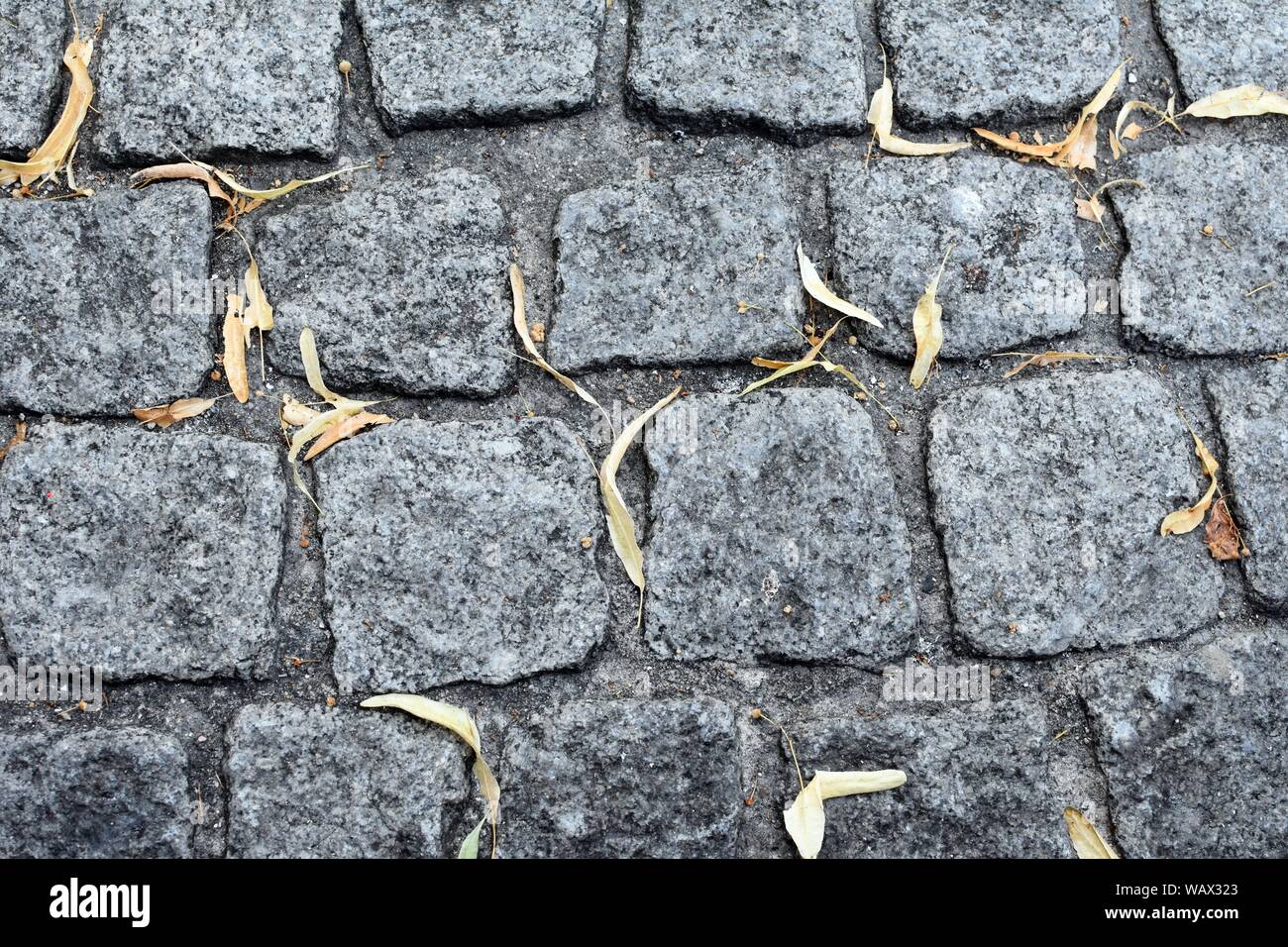 Abstract background with gray pavement stone and dry leaves. Stock Photo
