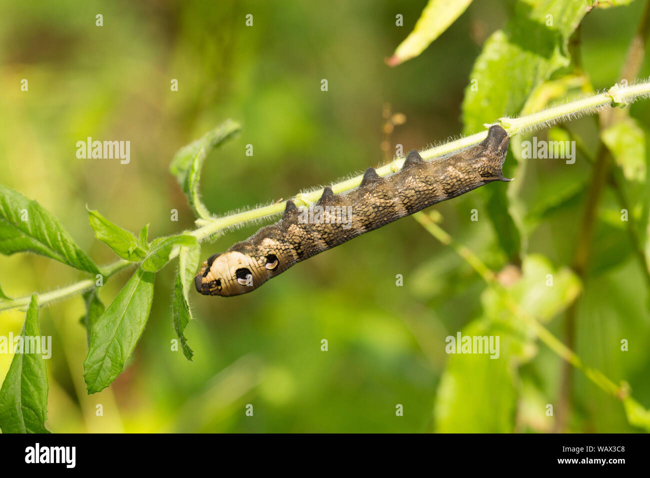 A Elephant Hawkmoth caterpillar, Deilephila elpenor, feeding on Great