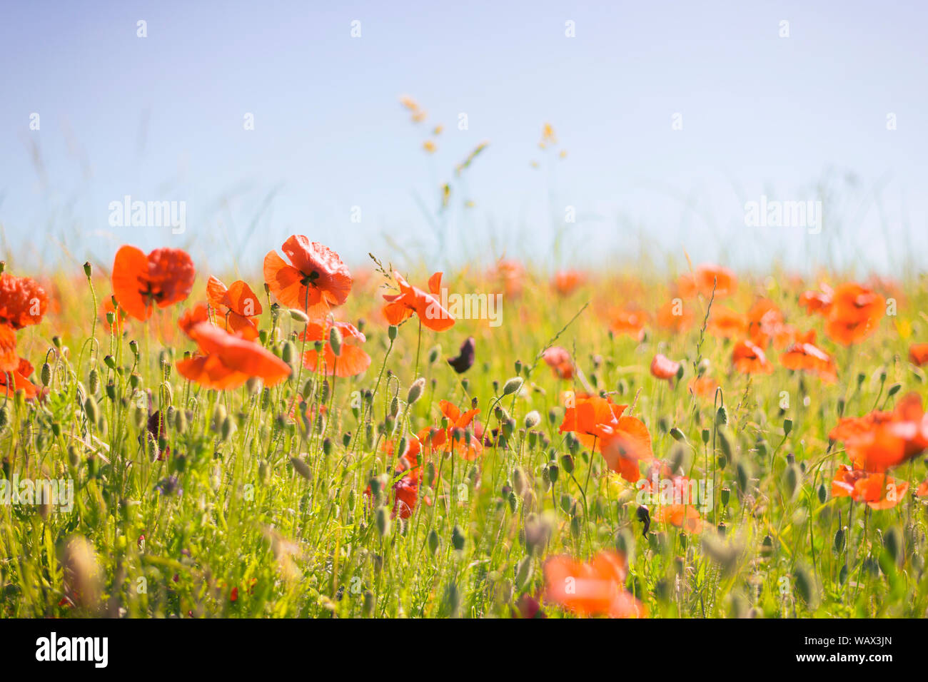 Red beautiful wild poppies hi-res stock photography and images - Alamy