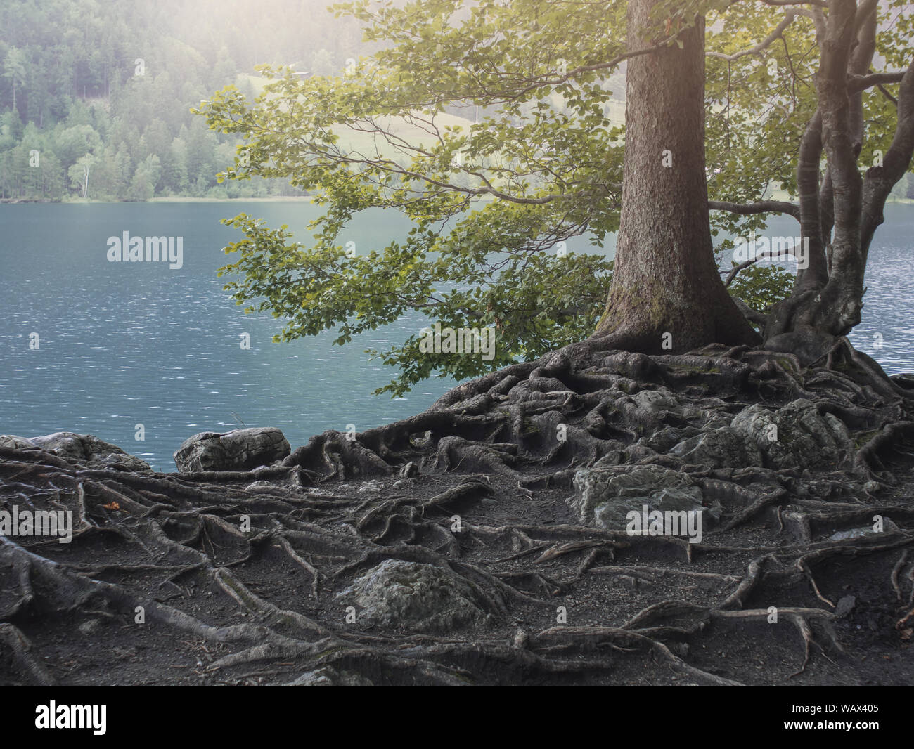 Tree with big roots at the shore of beautiful lake in the mountains Stock Photo