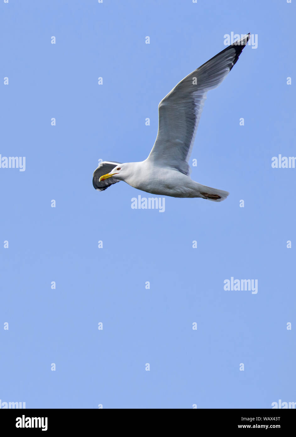 Flying seagull over the blue sky background Stock Photo