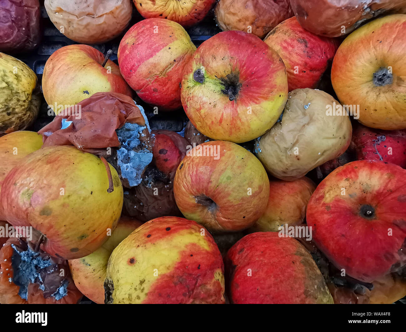 Sick and rotten apple as background. Dehydrated skin and bad apples Stock Photo
