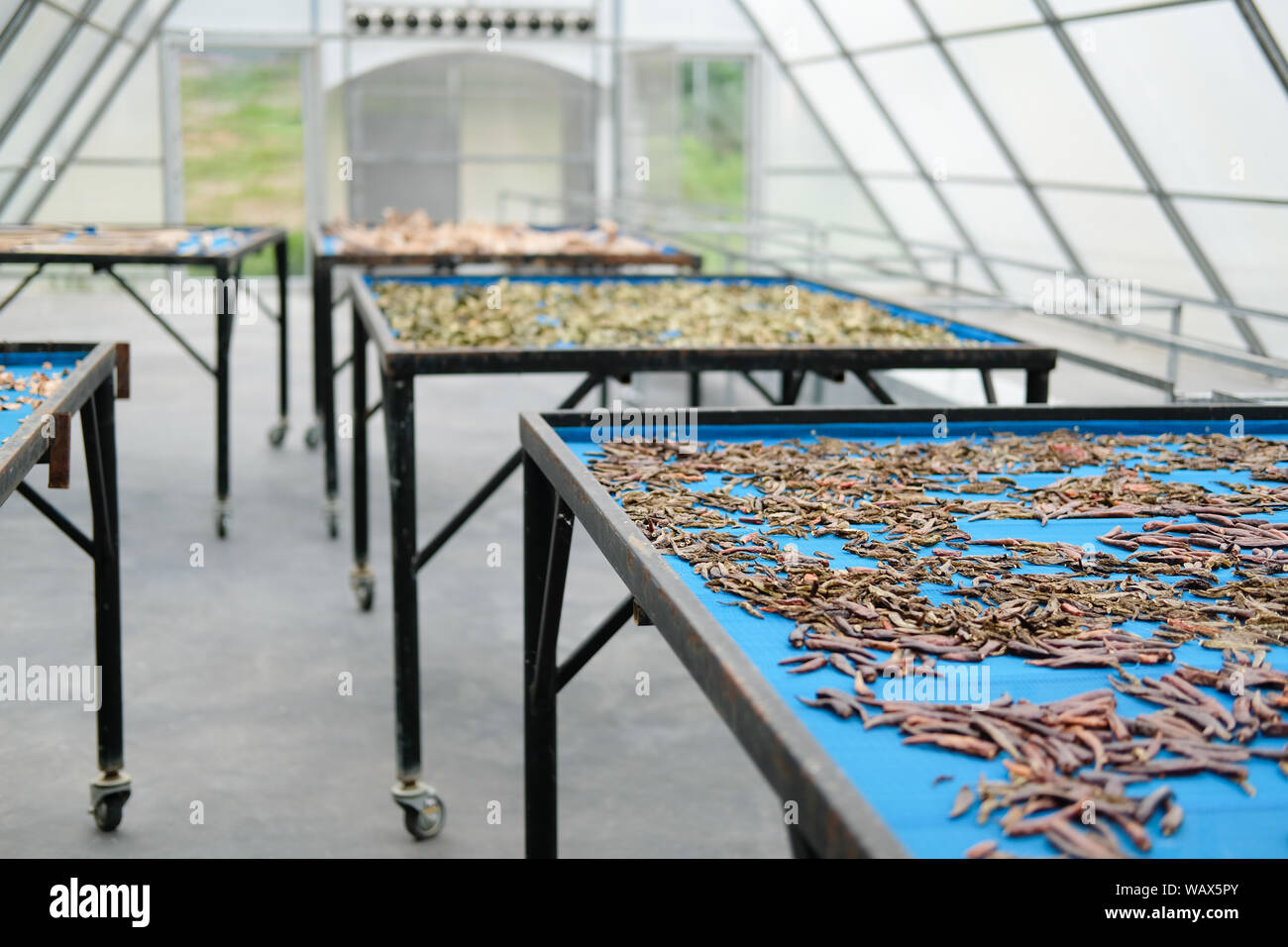 Herb Spice Drying In Sun Solar Dryer Green House By Sunlight Stock ...