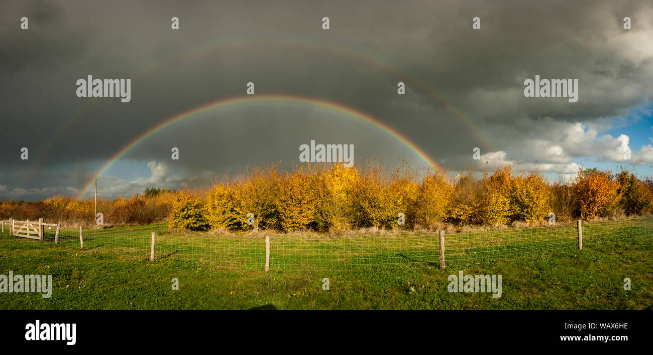 Panorama of a bright double rainbow in autumn. Trees with a golden foliage in the Green Heart of Holland. Stock Photo