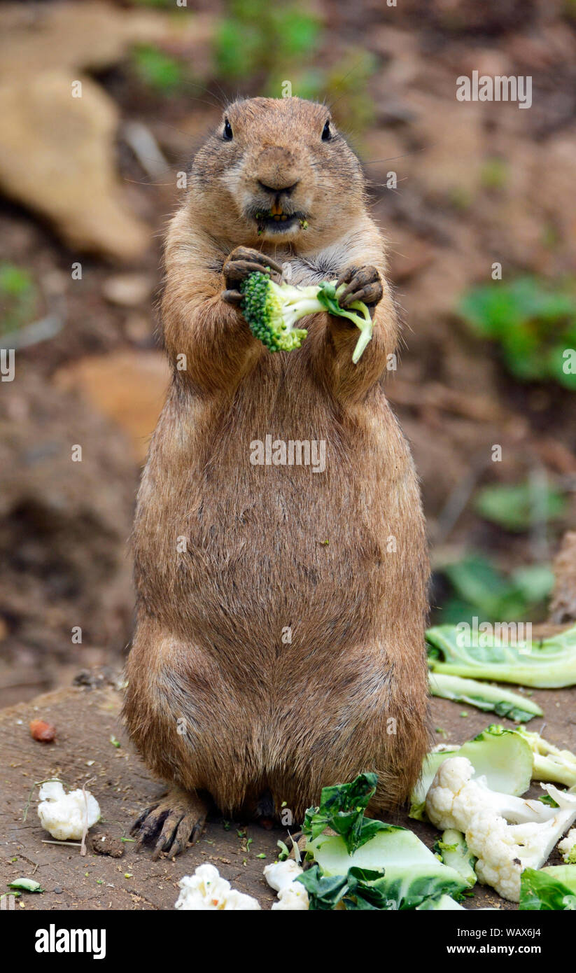 Prairie dogs at Cotswold Wildlife Park, Burford, Oxfordshire, UK. Part of the Cotswolds. Stock Photo