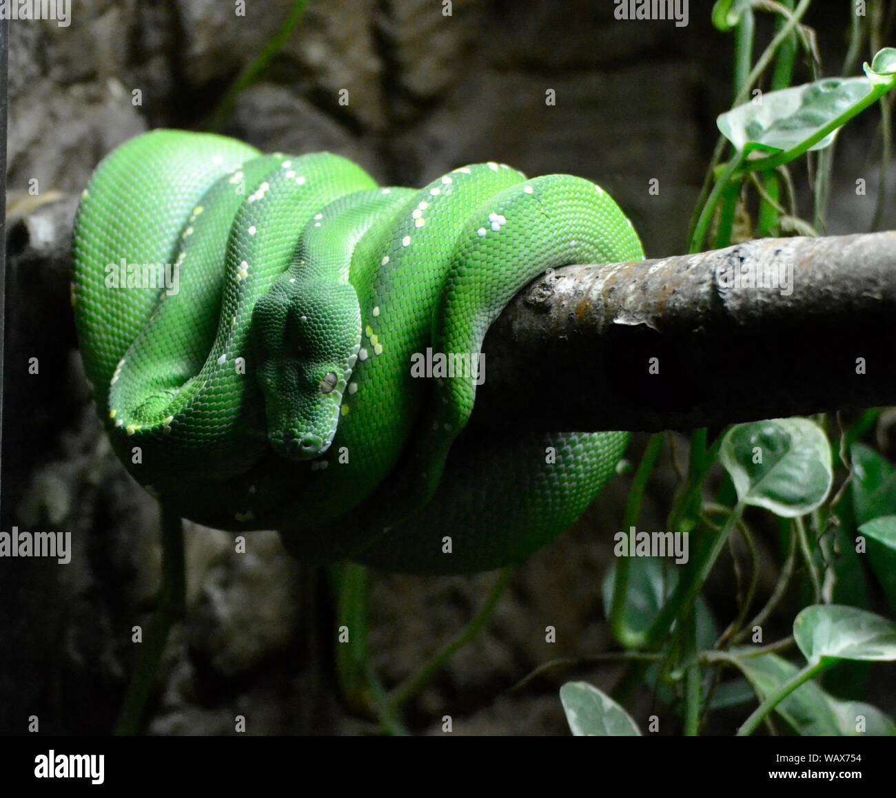 Green Tree Python at Cotswold Wildlife Park, Burford, Oxfordshire, UK. Part of the Cotswolds. Stock Photo