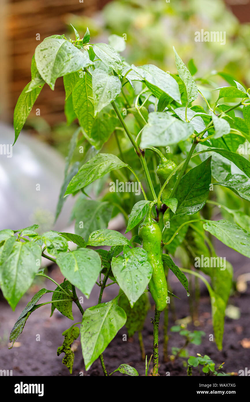 Peperoni plant hi-res stock photography and images - Alamy